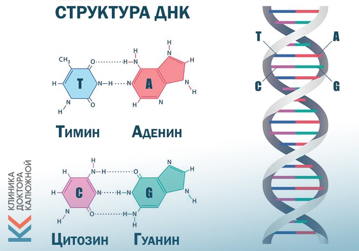 Инфографика с аминокислотами ДНК